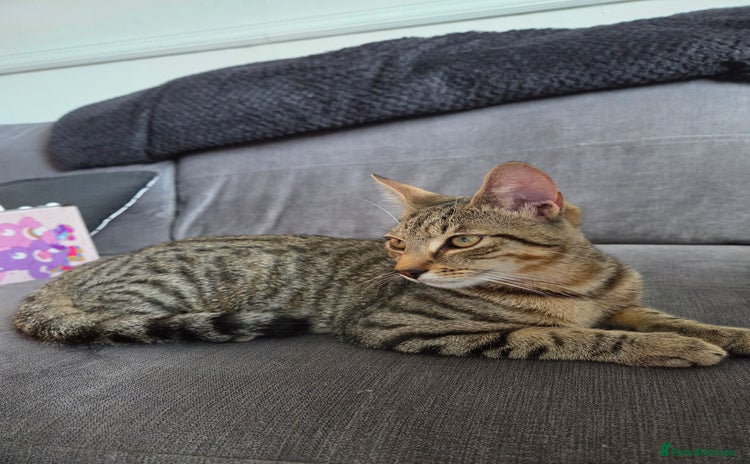 Mixed Breed cats - Advert 2