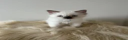 Ragdoll cats for sale: 🐾 Beautiful Ragdoll Kittens – Ready to Leave 🐾 - Advert 11