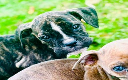Mixed Breed dogs for sale: Reduce and ready to leave staff x bulldog 3 males - Image 3