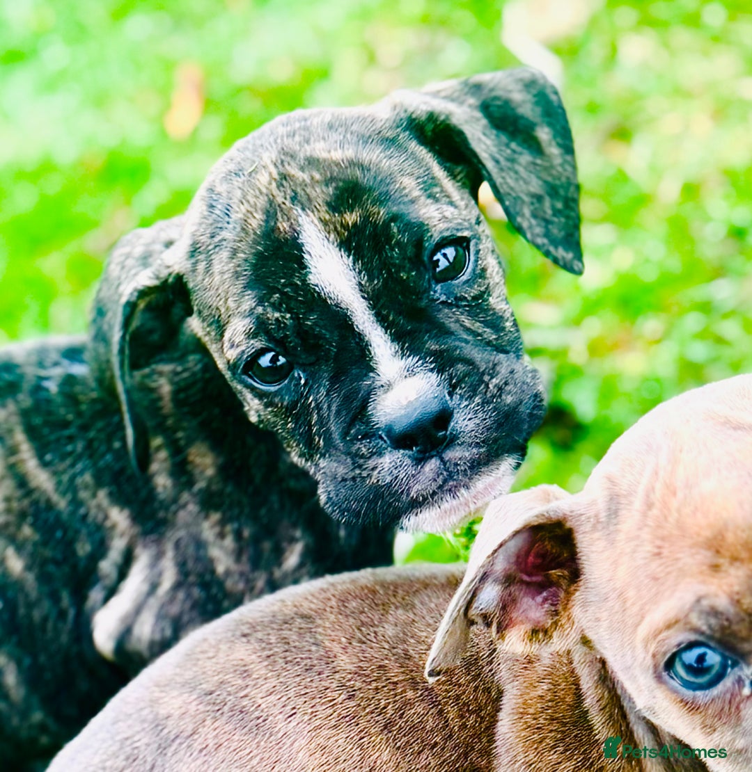 Mixed Breed dogs for sale: Reduce and ready to leave staff x bulldog 3 males - Image 3