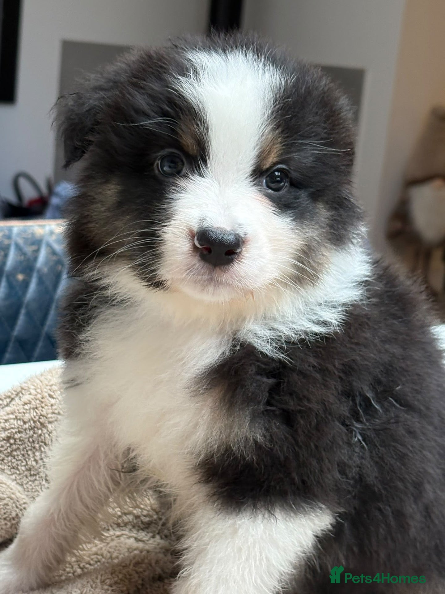 Australian Shepherd dogs Outstanding Merle/Black Tri KC Reg Puppies  - Advert 5