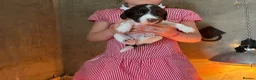 English Springer Spaniel dogs for sale: Springer Spaniel Puppies  in West Linton - Advert 7