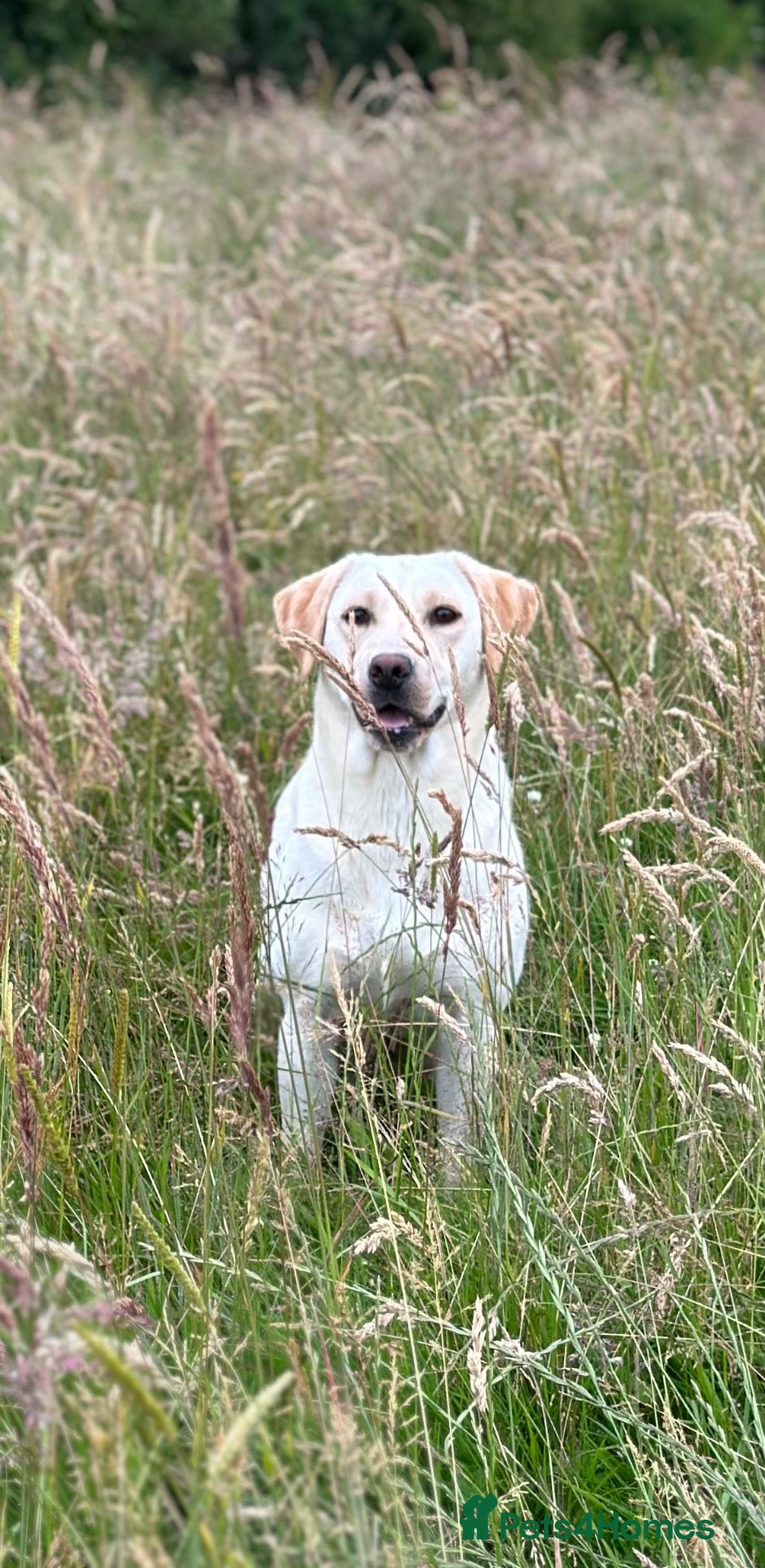 Labrador Retriever dogs KC Yellow Labrador Bitch  - Advert 1