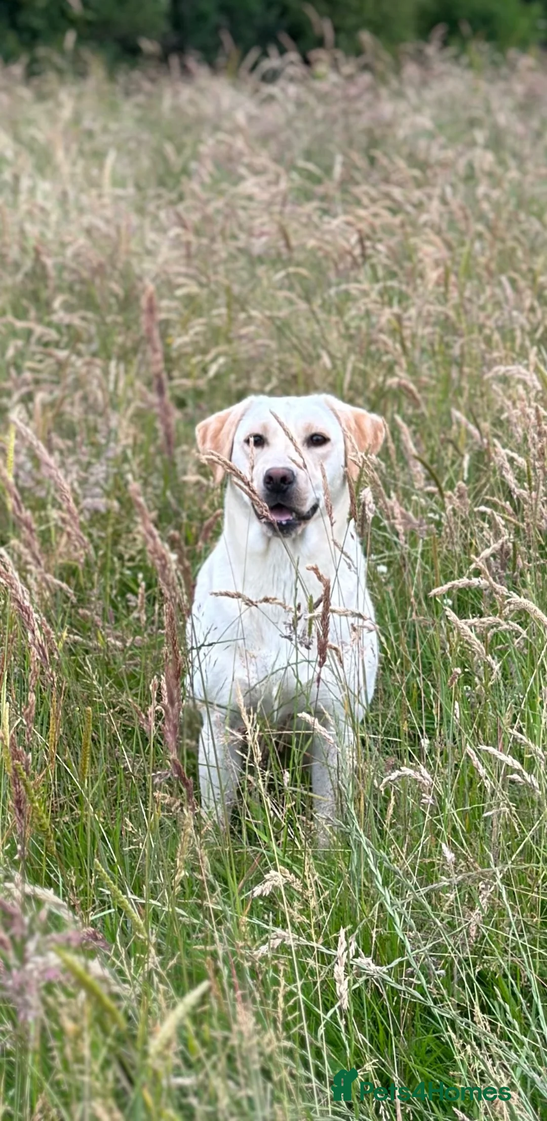 Labrador Retriever dogs for sale: KC Yellow Labrador Bitch  - Advert 1