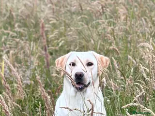 Labrador Retriever dogs KC Yellow Labrador Bitch - Advert 1