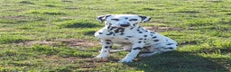 Dalmatian dogs for sale: Beautiful KC Reg LUA Dalmatian Pups - Advert 6