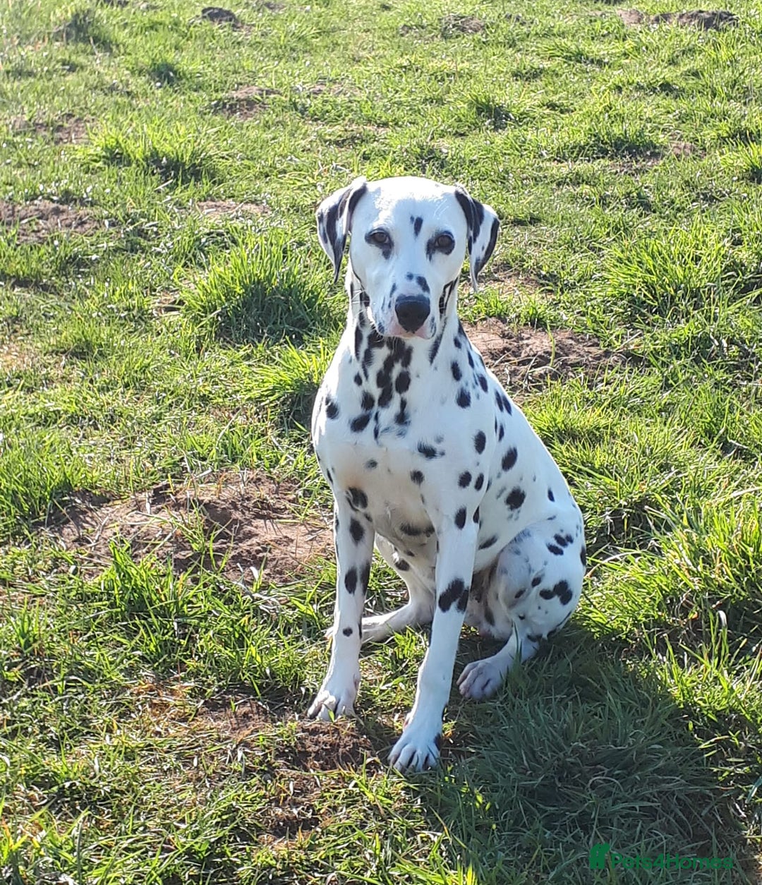 Dalmatian dogs for sale: Beautiful KC Reg LUA Dalmatian Pups - Advert 6