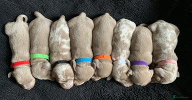 Miniature Dachshund dogs - Advert 16