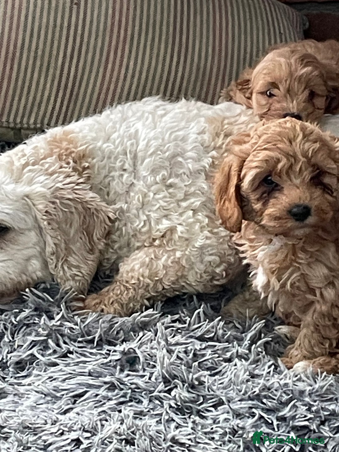 Cavachon dogs for sale: Cavapoochon puppies - Advert 7