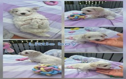 Maltese dogs for sale: Bichon Maltese - Image 2