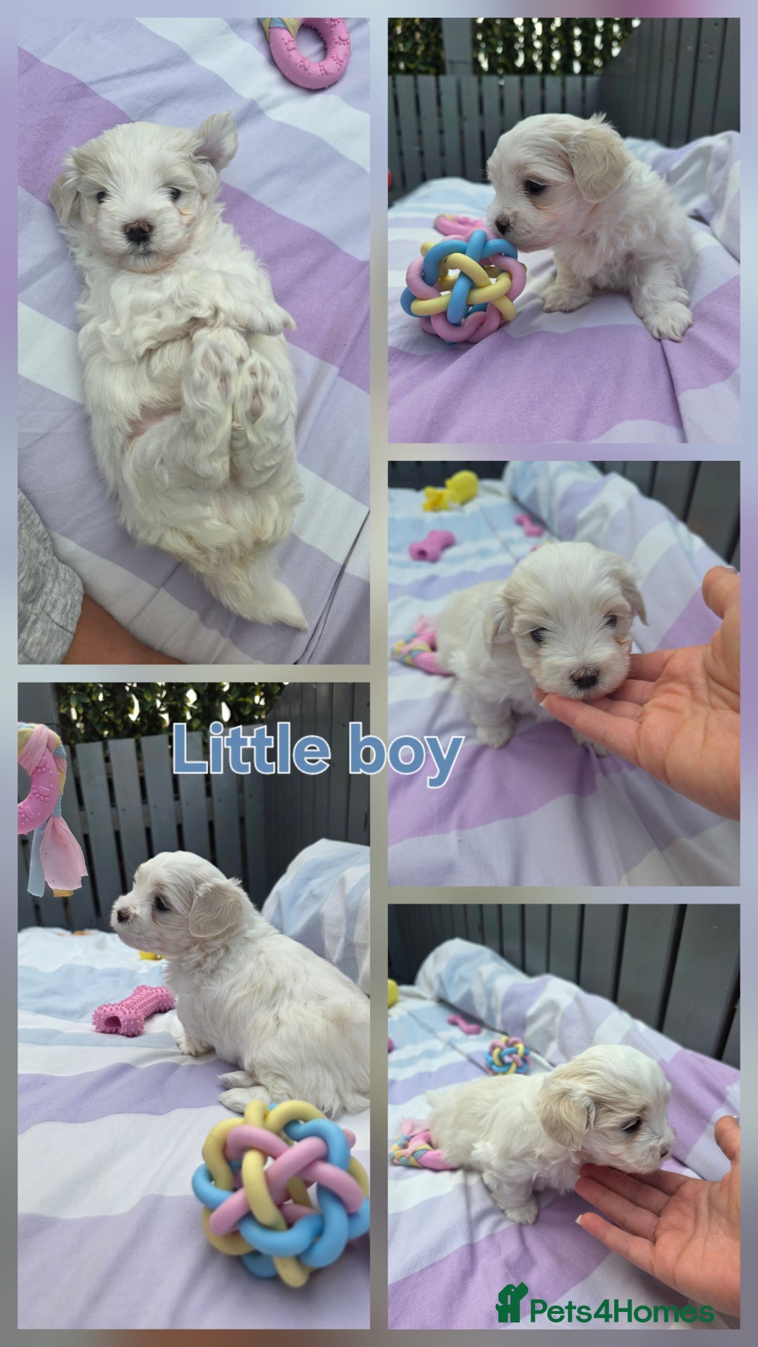 Maltese dogs for sale: Bichon Maltese - Image 2