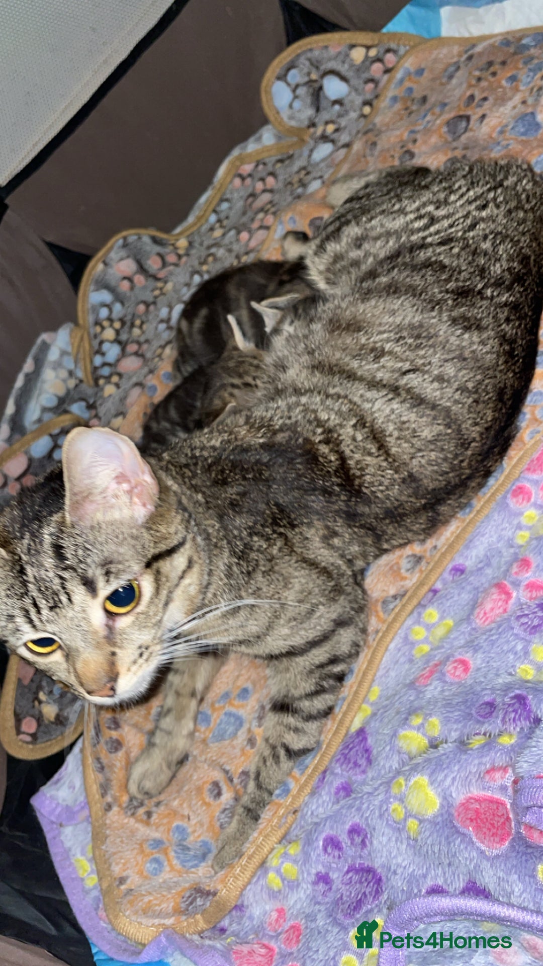 Mixed Breed cats for sale: Kittens For Sale  - Advert 11