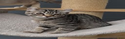 American Curl cats for sale: American curl tabby girl rare breed - Advert 5