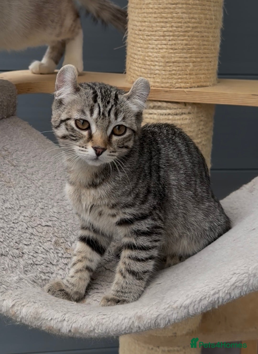 American Curl cats for sale: American curl tabby girl rare breed - Advert 5