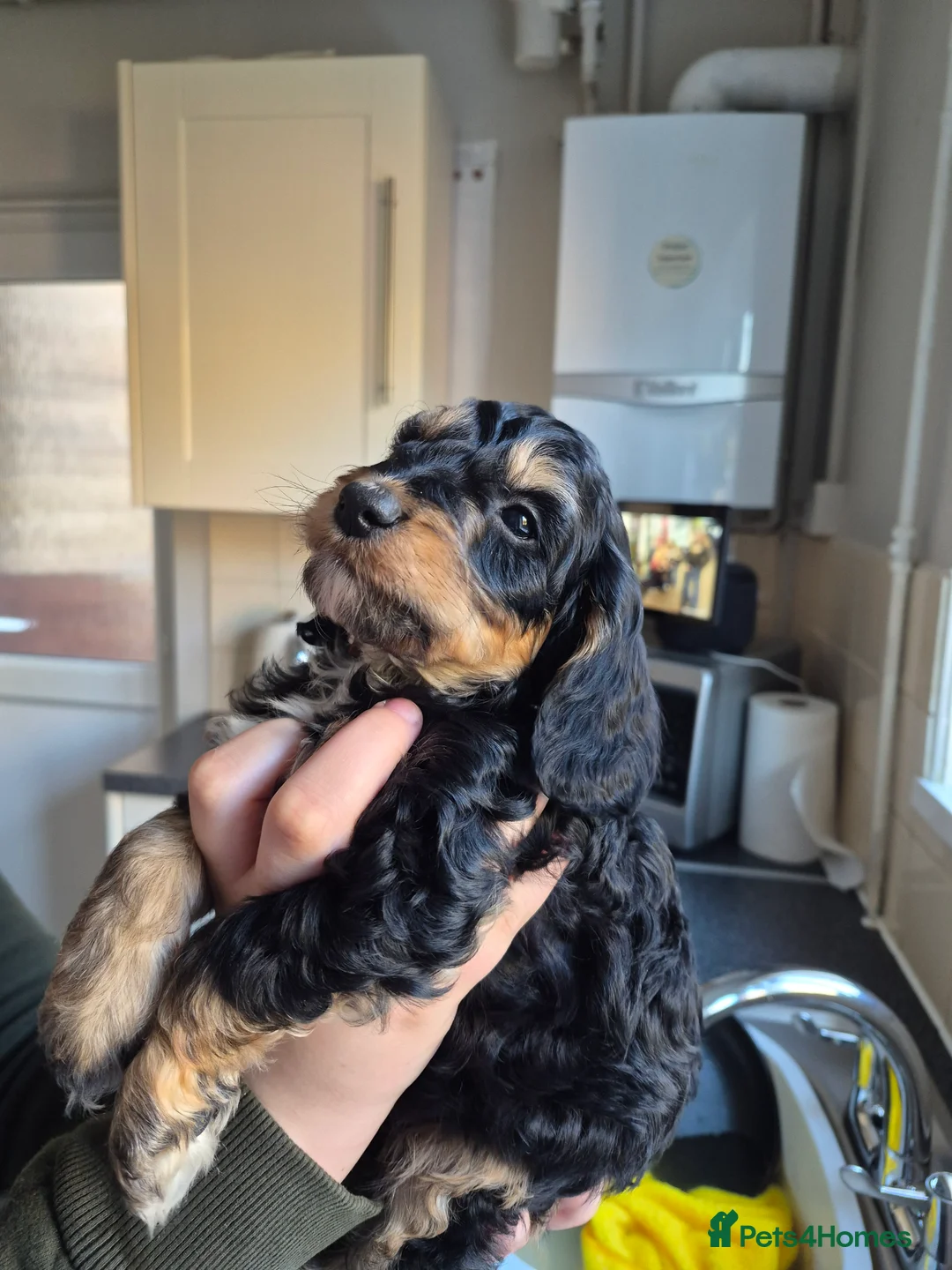 Cockapoo dogs for sale: 6 beautiful cockapoo puppies  - Advert 2