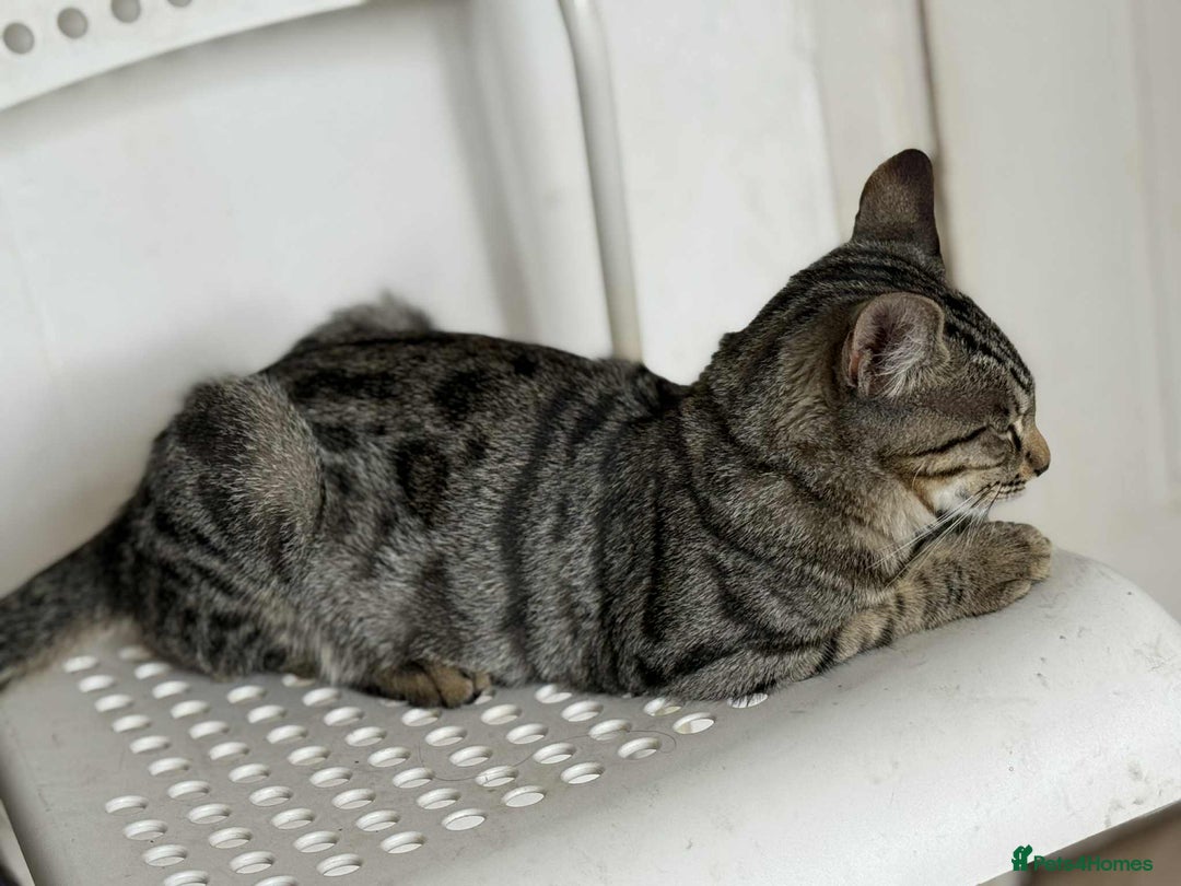 Bengal cats for sale: Two Beautiful Bengal Boys Looking for Their Homes - Image 4