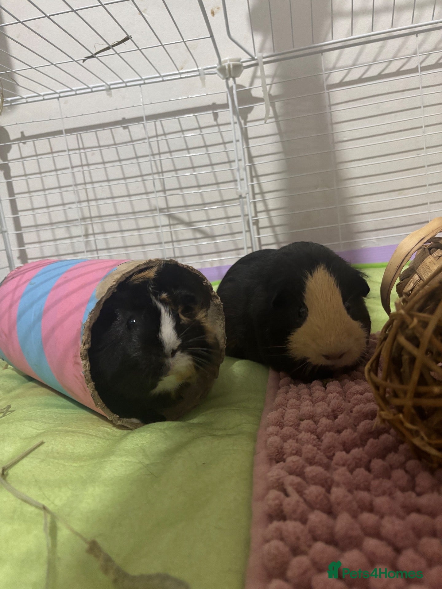 Guinea Pig rodents for sale: Two Male Guinea Pigs for Rehoming - Full setup  - Advert 5