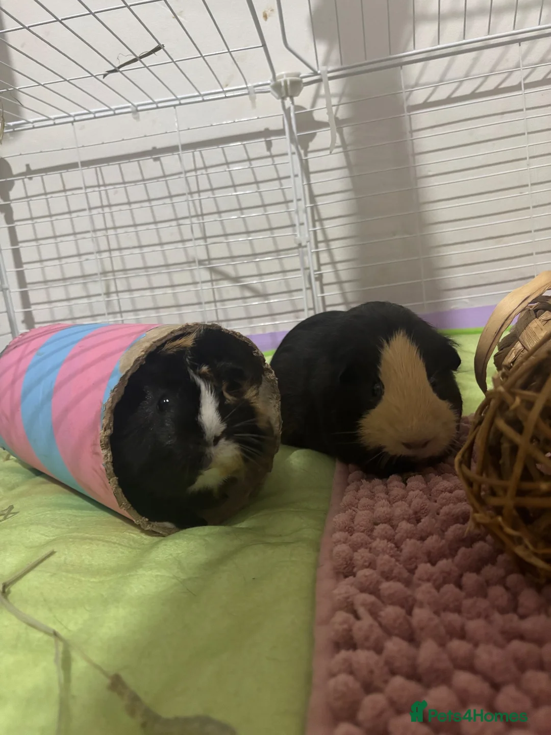Guinea Pig rodents for sale: Two Male Guinea Pigs for Rehoming - Full setup  - Advert 1