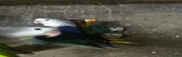 Mixed Breed birds for sale: Birds for sale *read description*  - Advert 9