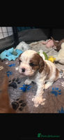 Cavalier King Charles Spaniel dogs King Charles, 1 Blenheim Puppy Available - Advert 2
