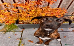 Mixed Breed dogs for sale: Staffxlab for sale  - Image 5