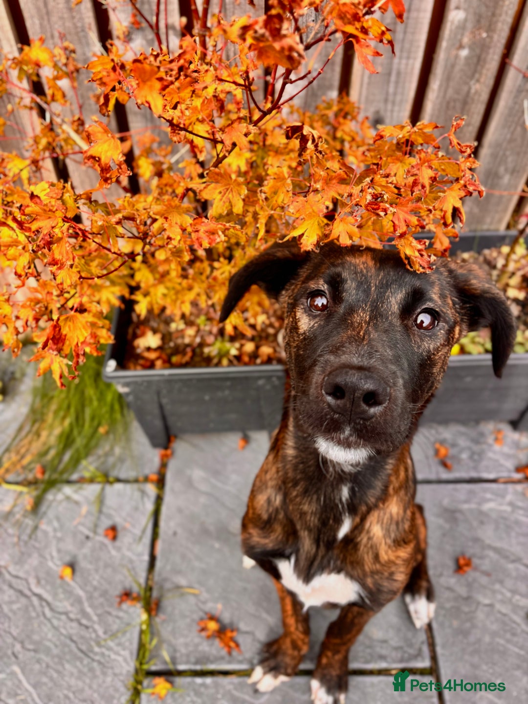 Mixed Breed dogs for sale: Staffxlab for sale  - Image 5