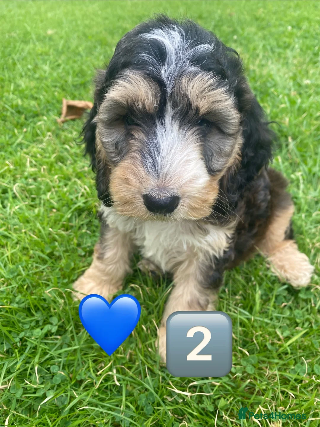 Cockapoo dogs for sale: F1 SABLE COCKAPOO BOYS.READY NOW. - Advert 1
