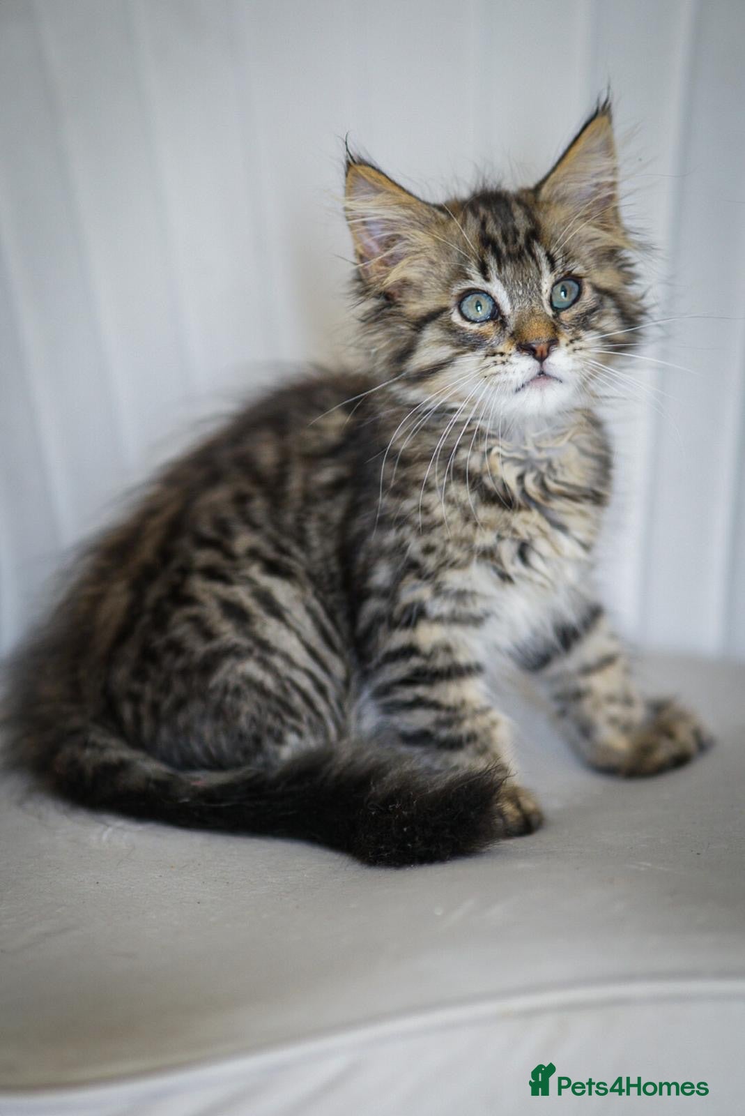Maine Coon cats REDUCED  MAINECOON KITTENS READY NOW 1 boy 2 girls - Advert 3