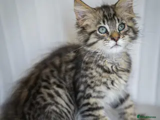 Maine Coon cats REDUCED MAINECOON KITTENS READY NOW 1 boy 2 girls - Advert 3