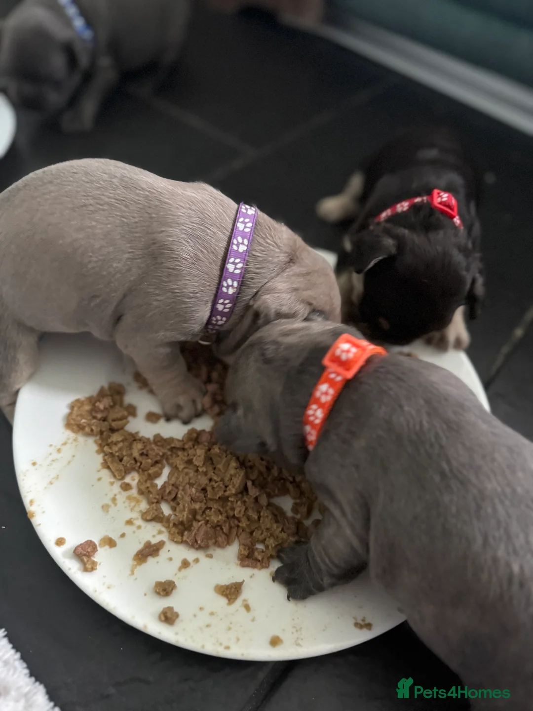 French Bulldog dogs for sale: French Bulldog Puppies - Advert 2
