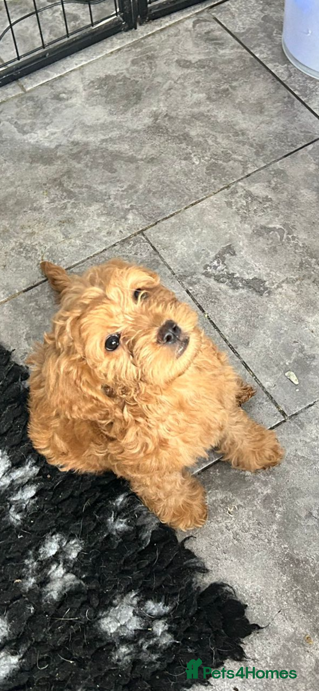 Mixed Breed dogs for sale: final reduction to find forever home  - Image 26