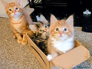 Mixed Breed cats Gorgeous fluffy kittens - Advert 6