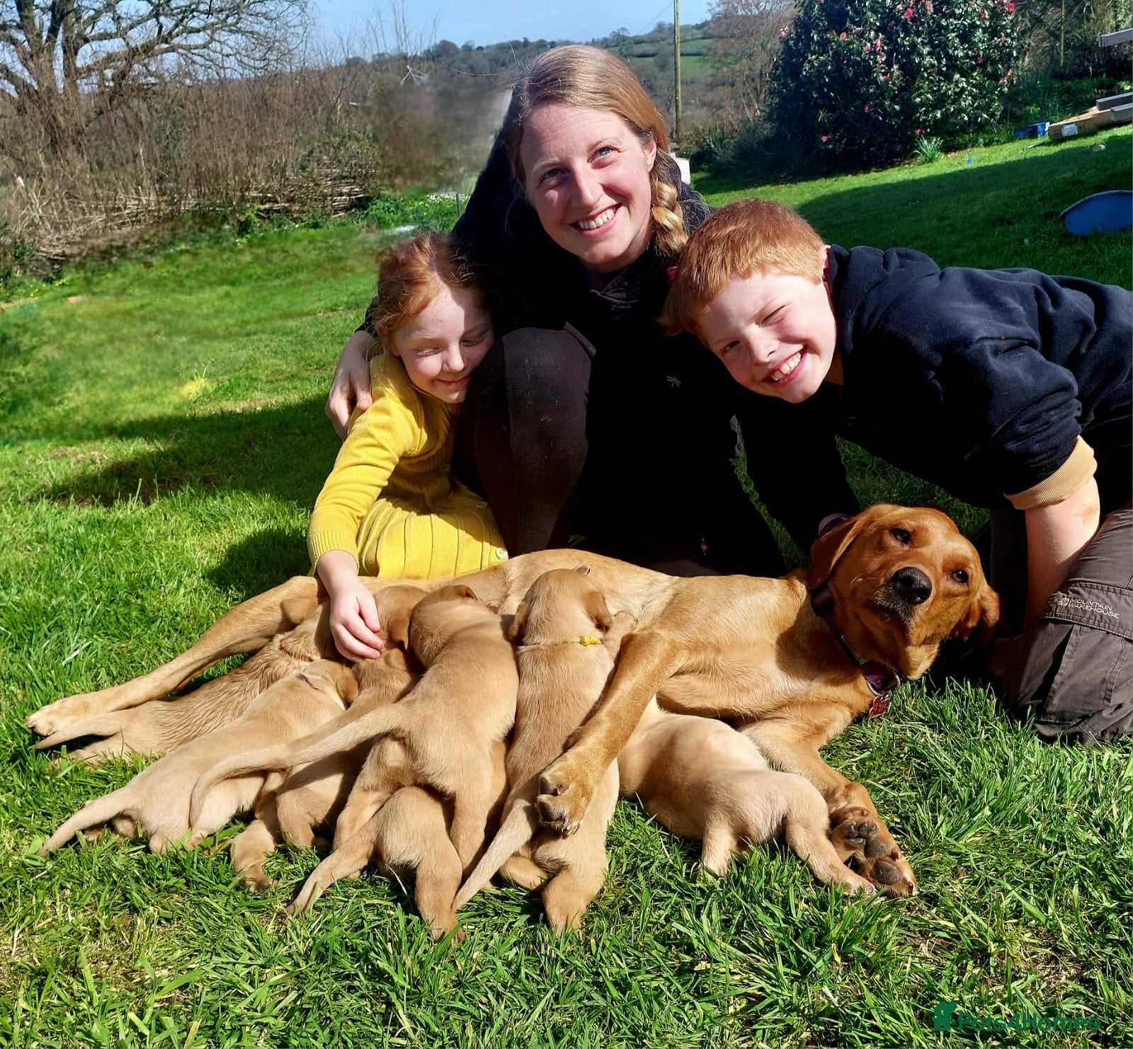 Labrador Retriever dogs KC Registered Red Labrador Retriever Puppies - Advert 1