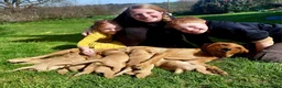 Labrador Retriever dogs for sale: KC Registered Red Labrador Retriever Puppies - Advert 2