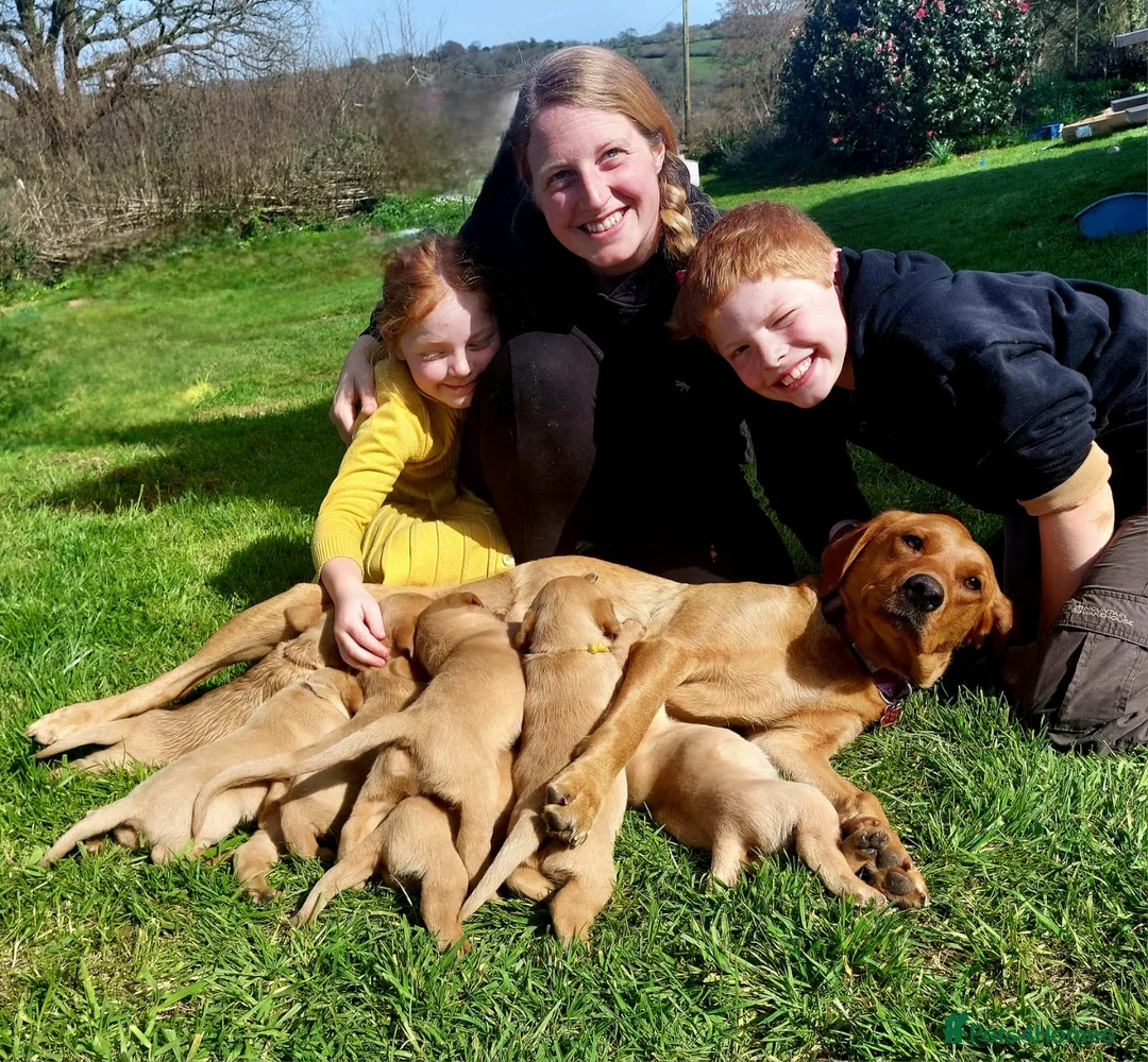 Labrador Retriever dogs for sale: KC Registered Red Labrador Retriever Puppies - Advert 2