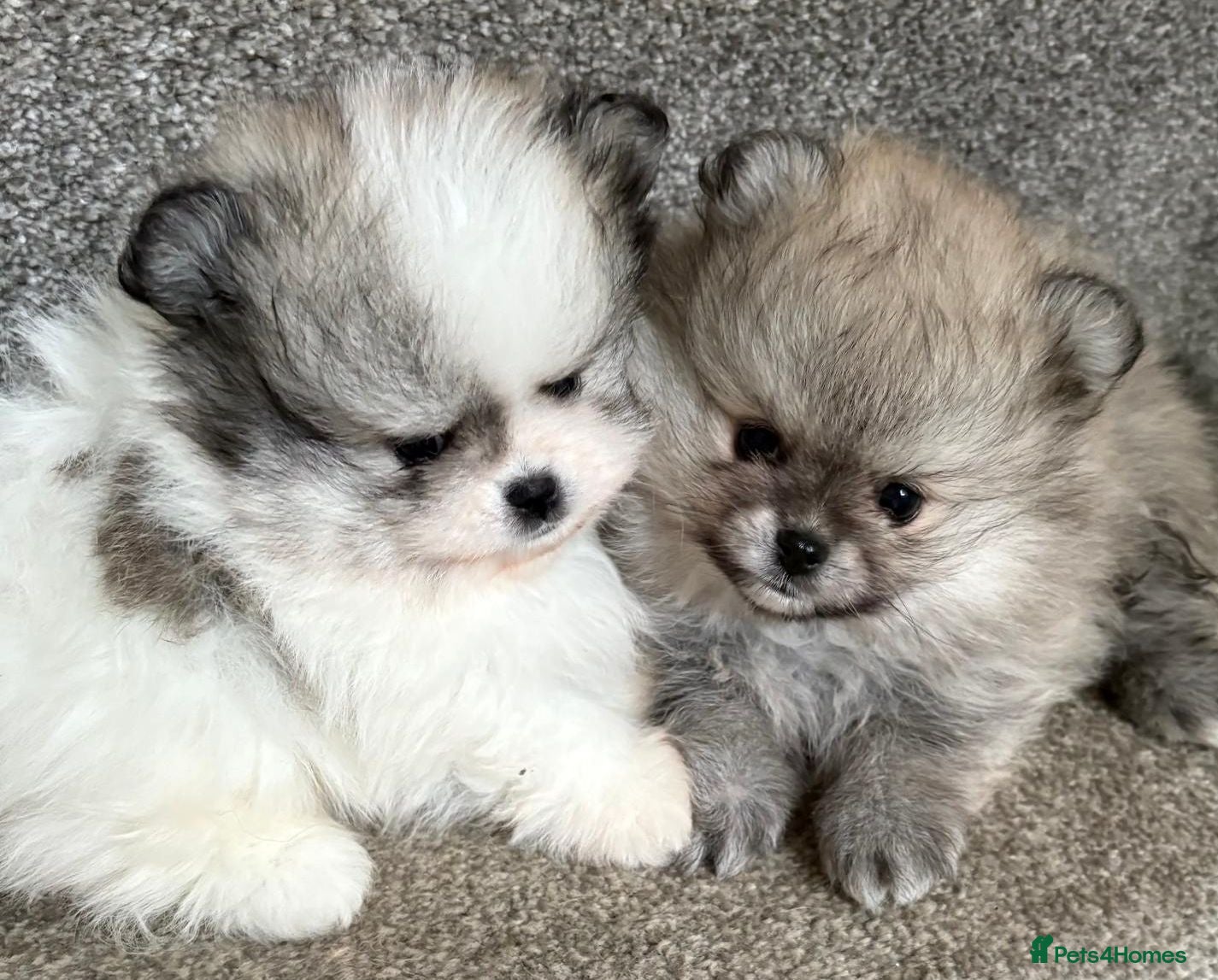 Pomeranian dogs Female Pomeranian Puppies - Advert 2