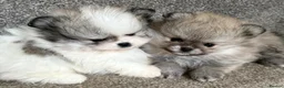 Pomeranian dogs for sale: Female Pomeranian Puppies - Advert 2