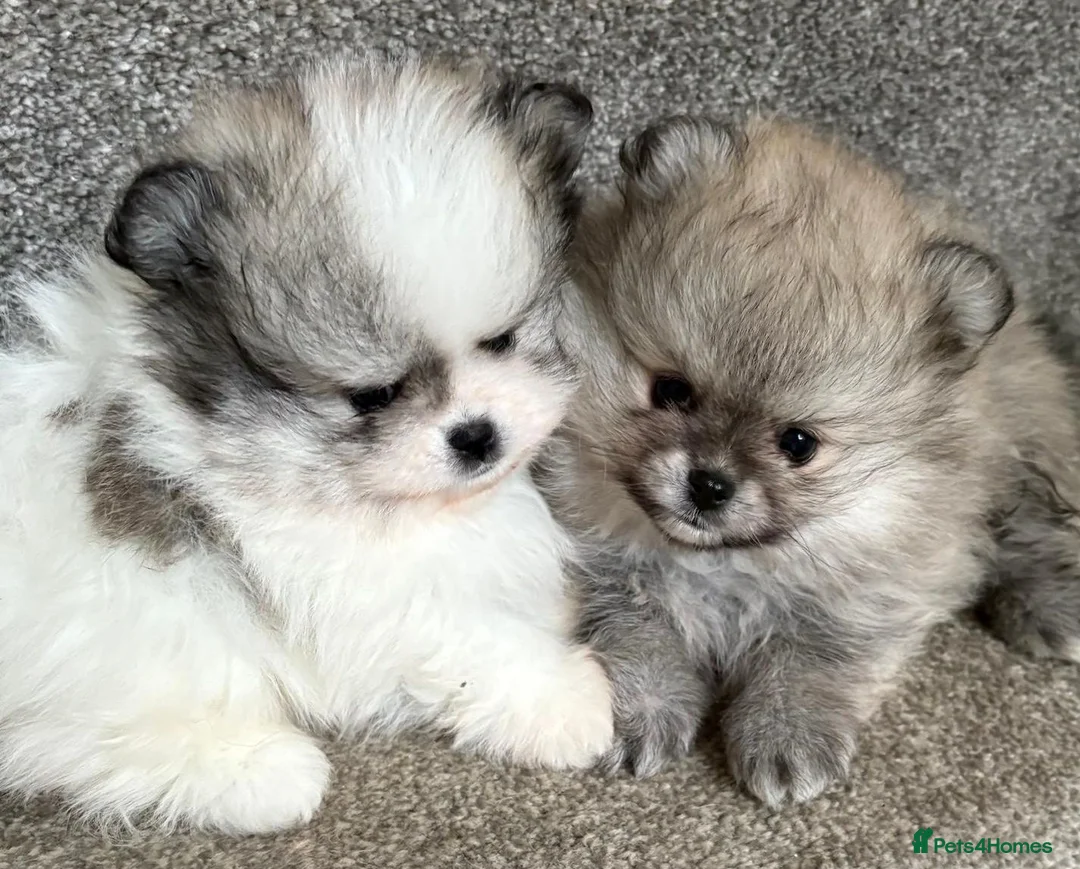 Pomeranian dogs for sale: Female Pomeranian Puppies - Advert 2