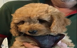 Labradoodle dogs for sale: 5* F1B Mini Labradoodles - health tested  - Image 14