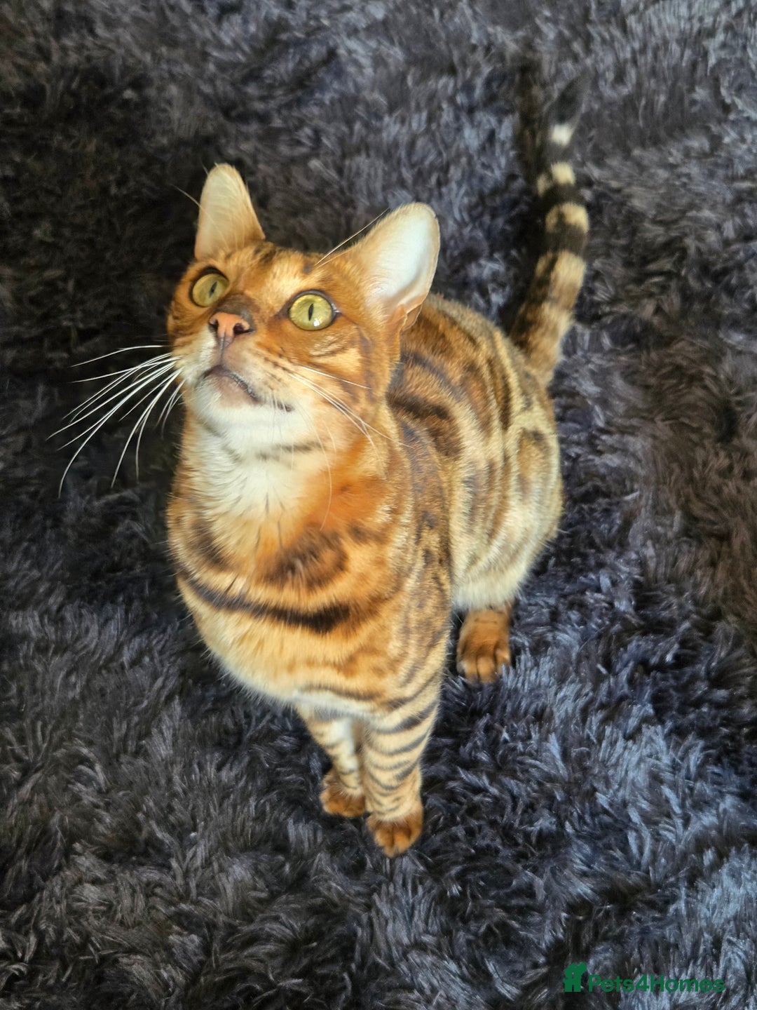 Bengal cats for sale: Bengal boy is looking for a new home - Image 2