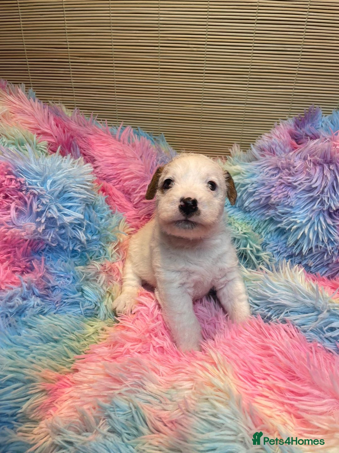 Mixed Breed dogs for sale: Wire Fox X Parsons Jack Russell Puppies for Sale - Advert 13