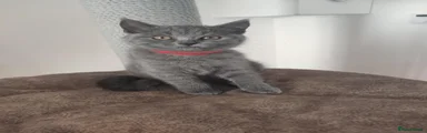 Scottish Fold 3