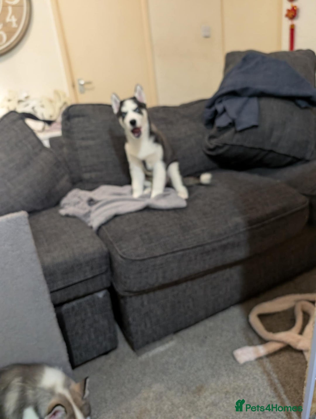 Siberian Husky dogs for sale: Husky  - Advert 5