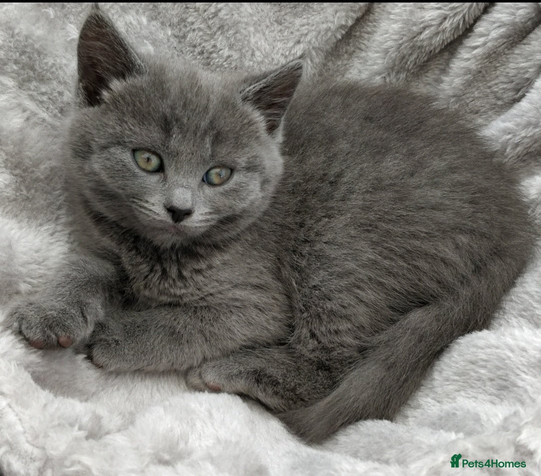 Russian Blue cats for sale: ABSOLUTELY STUNNING RUSSIAN BLUE KITTENS 8 WEEKS  - Image 2
