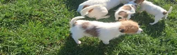 Jack Russell dogs for sale: Pure Jack Russell pups for sale in Maidstone - Advert 8