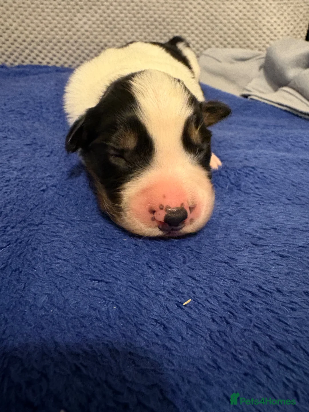 Border Collie dogs for sale: Health tested border collie puppies  - Advert 2