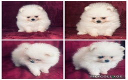 Pomeranian dogs for sale: 3 tiny girls ready now*price reduced £2000 - Advert 12