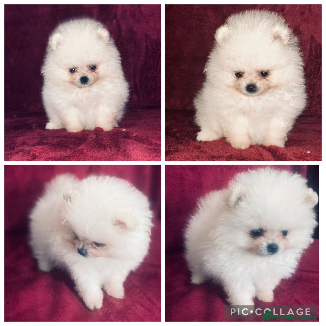 Pomeranian dogs for sale: 3 tiny girls ready now*price reduced £2000 - Advert 12