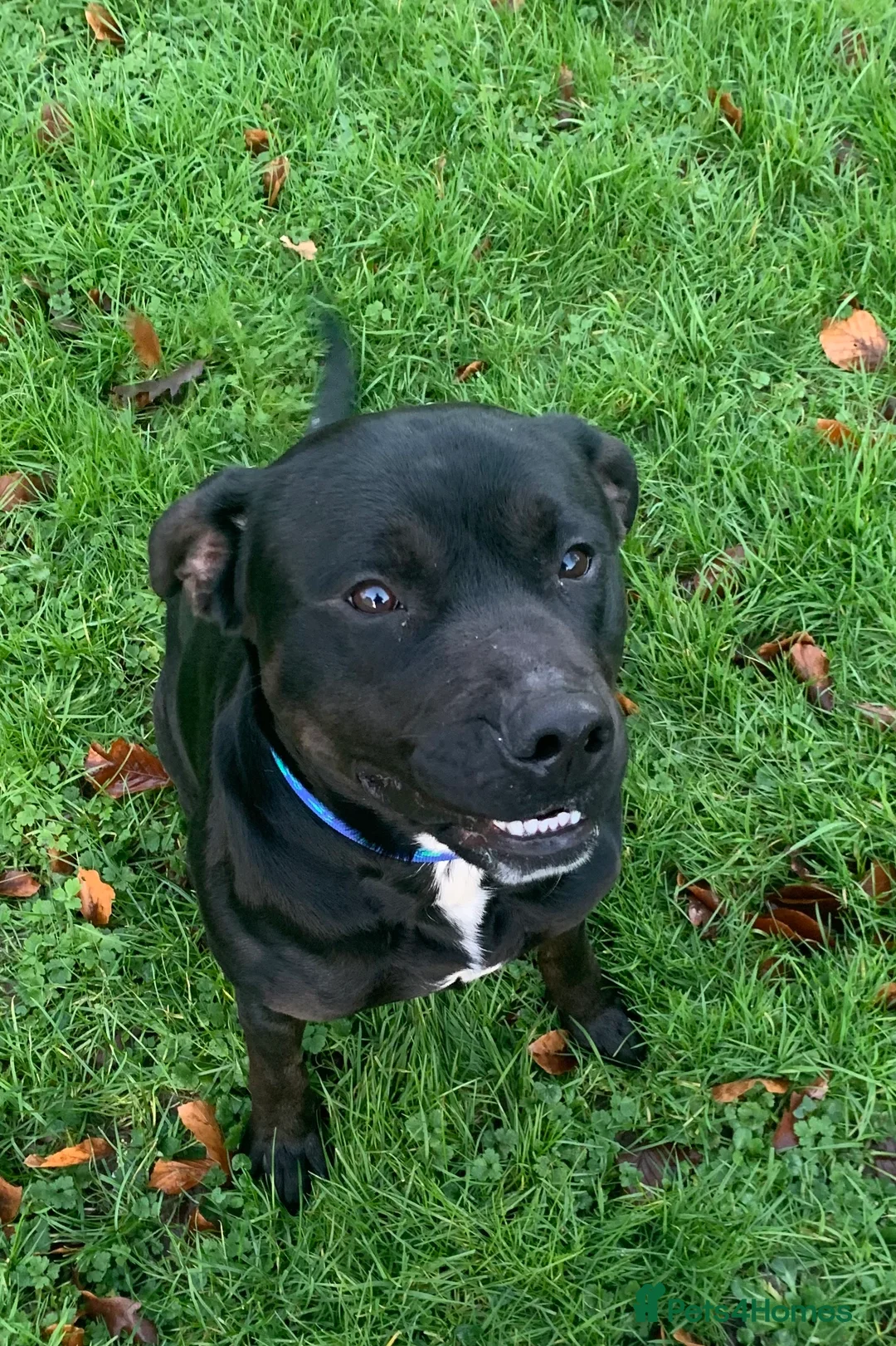 Staffordshire Bull Terrier dogs for sale: Sad sale of duke our much loved staff  - Advert 5