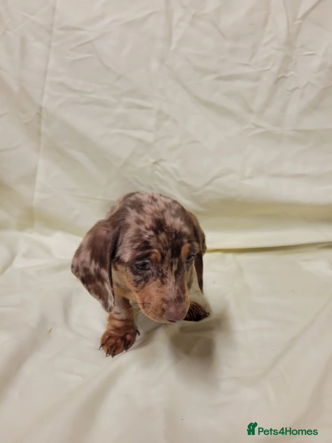 Miniature Dachshund dogs for sale: Miniature Dachshund Puppies for Sale - Advert 5